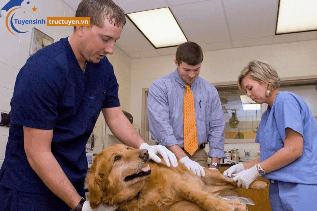 Ngành Thú y dễ xin việc trong những năm tới